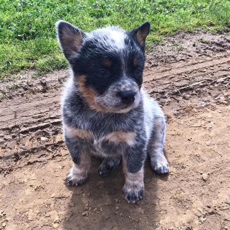 Blue heeler puppies near me - 24-03-15-00310. Australian Cattle Dog mix. My name is Jack. My mom decided to make a bulleted list so she could capture all my fun facts. - I am about 6... » Read more ». Morris County, Chatham, NJ. Details / Contact. 1 of 21.